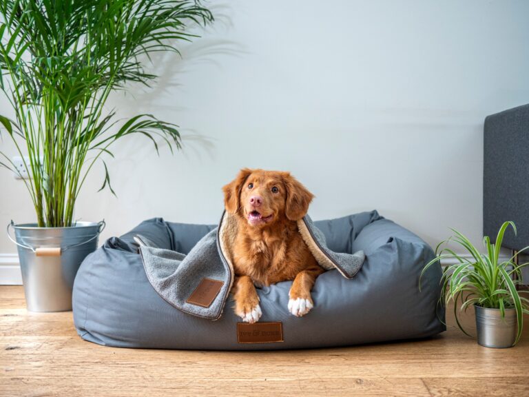 The Top Sites to Shop for Stylish Pet Outfits and Accessories